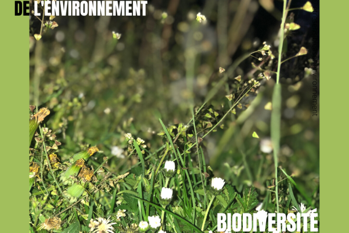 World Environment Day pour sauver une biodiversité en crise